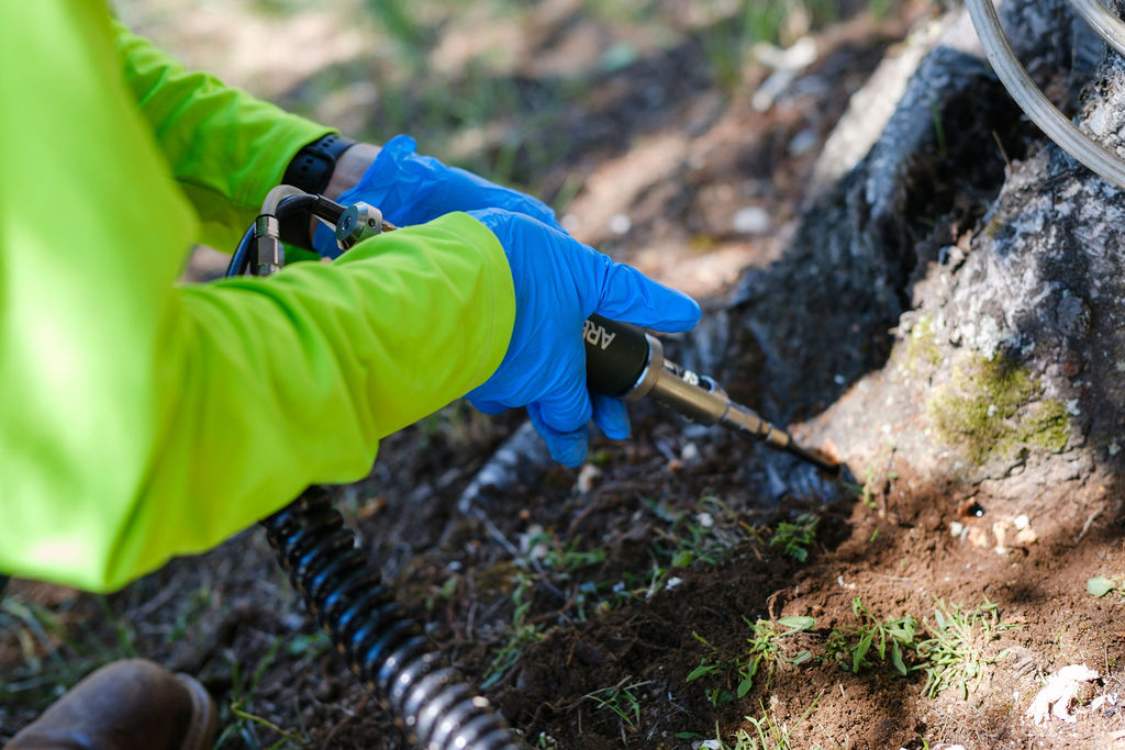 Understanding Anthracnose in Sugar Maples: What New Hampshire Homeowners Need to Know